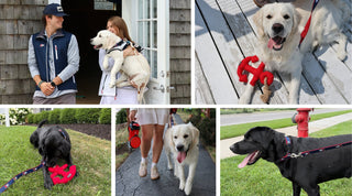 The Dog Days of Summer: Must-Have Dog Accessories for Every Lake Life Adventure