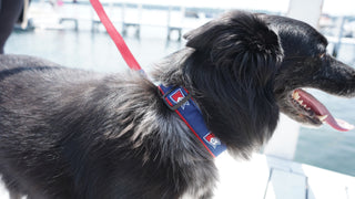 Burgee Ribbon Dog Collar